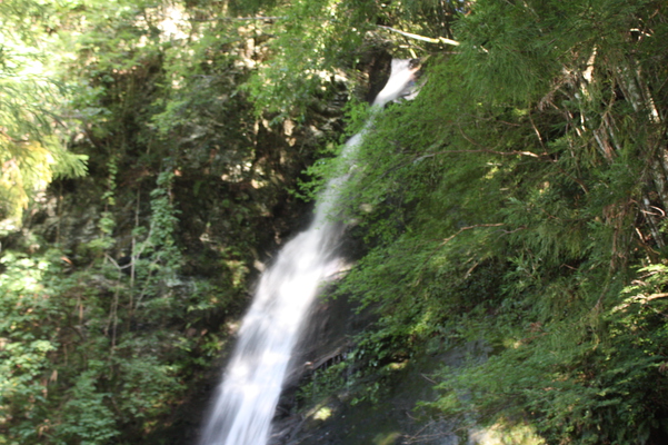 深緑期のカエデと「琵琶の滝」/癒し憩い画像データベース
