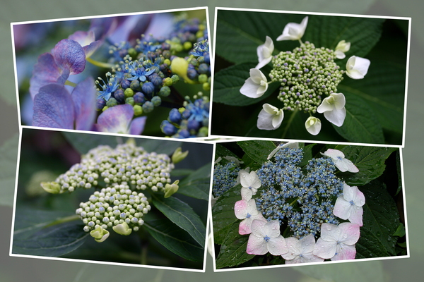青いガクアジサイの蕾から花へ 癒し憩い画像データベース