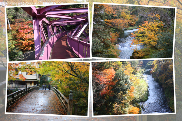 秋の山中温泉「こおろぎ橋」、「あやとり橋」と「鶴仙渓」