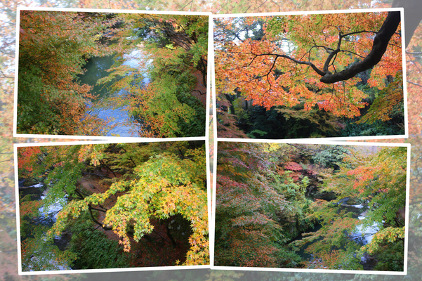 山中温泉「こおろぎ橋」から見た紅葉の「鶴仙渓」