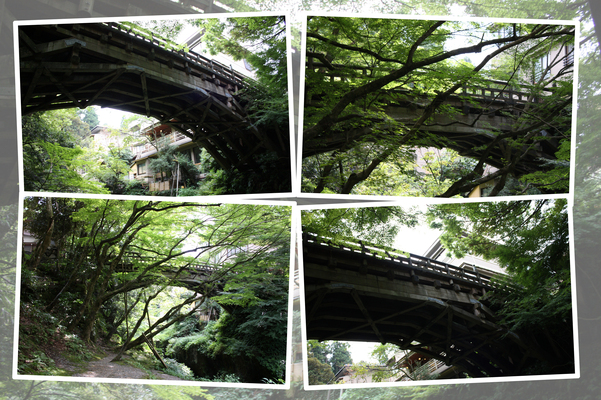 下から見た「こおろぎ橋」と緑葉