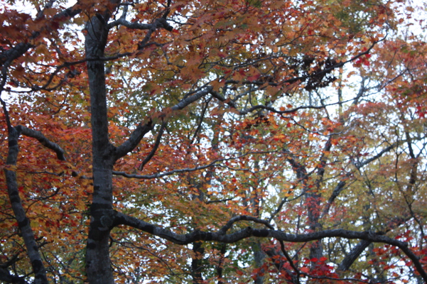 ハウチワカエデの秋模様/癒し憩い画像データベース