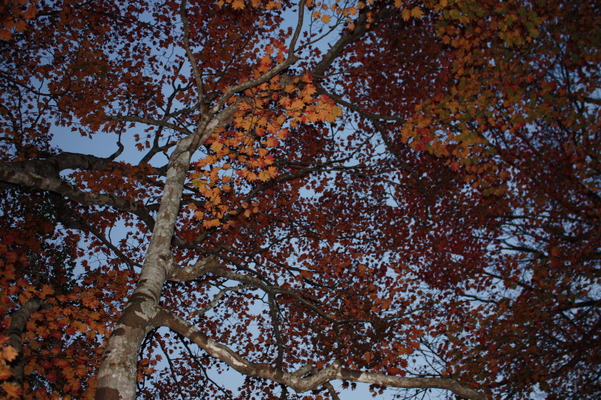 支笏湖畔「野鳥の森」の秋景色/癒し憩い画像データベース