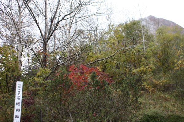 紅葉と「昭和新山」