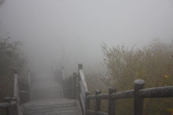 霧の木階段