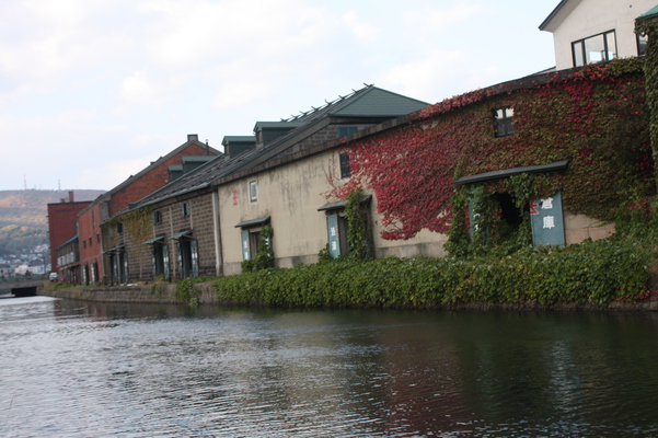 紅葉のツタが這う小樽運河の倉庫
