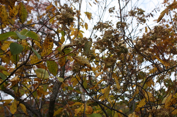 ノリウツギの黄葉/癒し憩い画像データベース