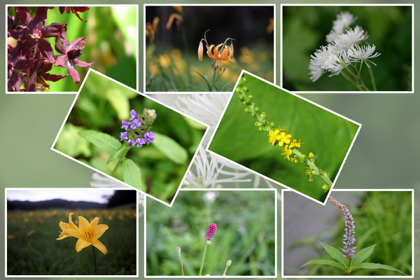 高層湿原 尾瀬の 夏の花と実たち 癒し憩い画像データベース テーマ別おすすめ画像