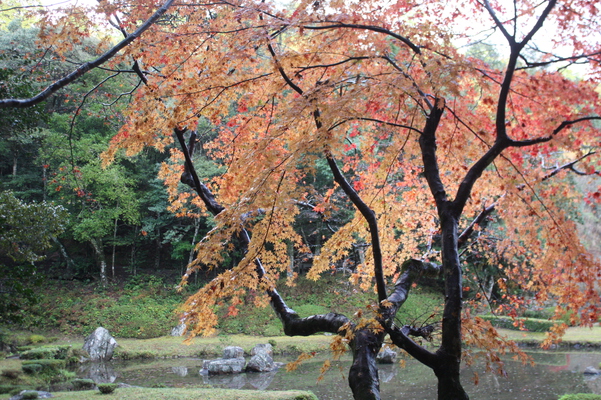 紅葉の楓と雪舟庭/癒し憩い画像データベース