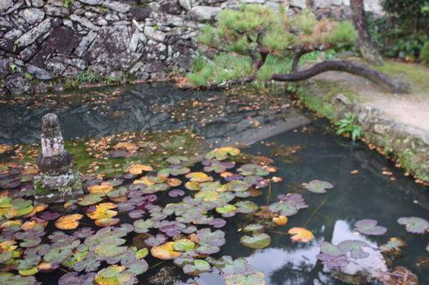 朝の山口・瑠璃光寺「寺庭の池」