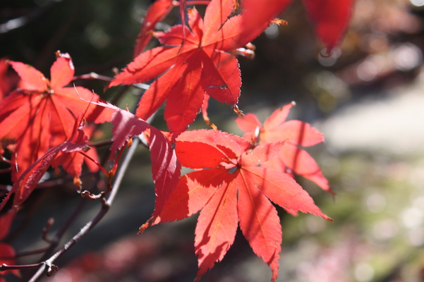 カエデの紅葉と葉影