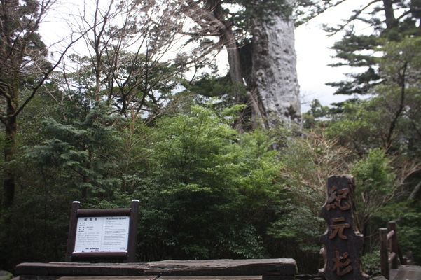 屋久島の「紀元杉」と周辺