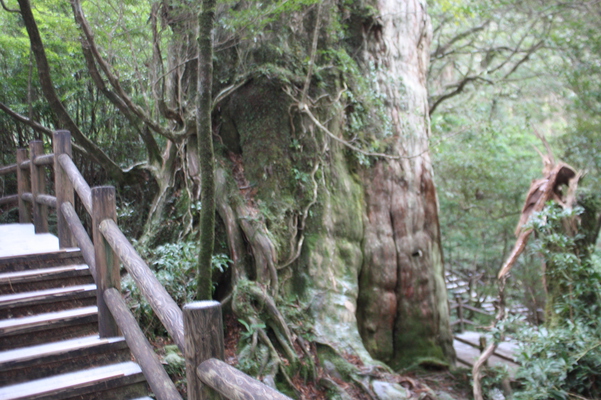 屋久島の「紀元杉」の幹