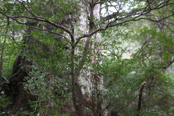 屋久島の「紀元杉」と周辺の森