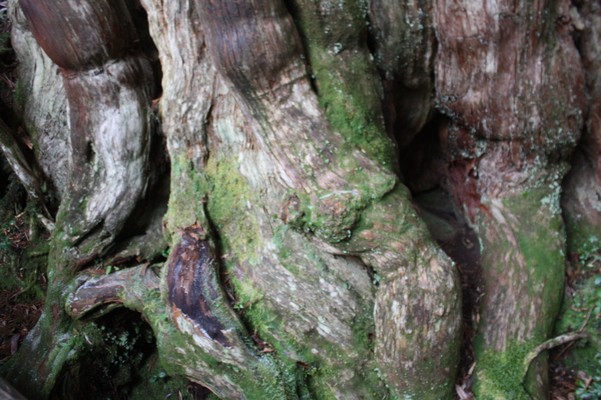 苔むす屋久島の「紀元杉」