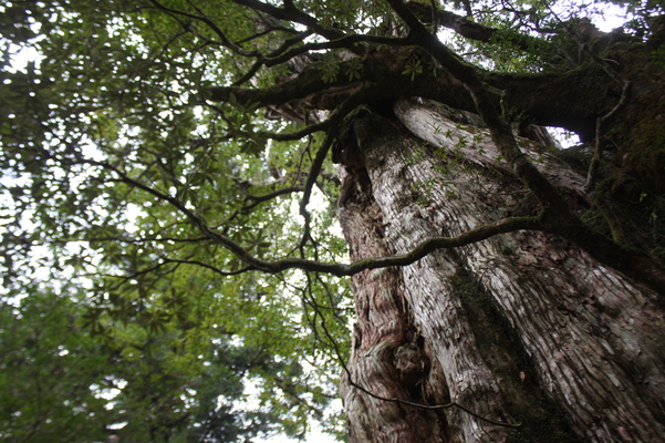 屋久島の「紀元杉」の枝