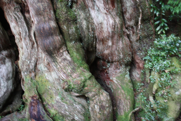 苔むす屋久島の「紀元杉」