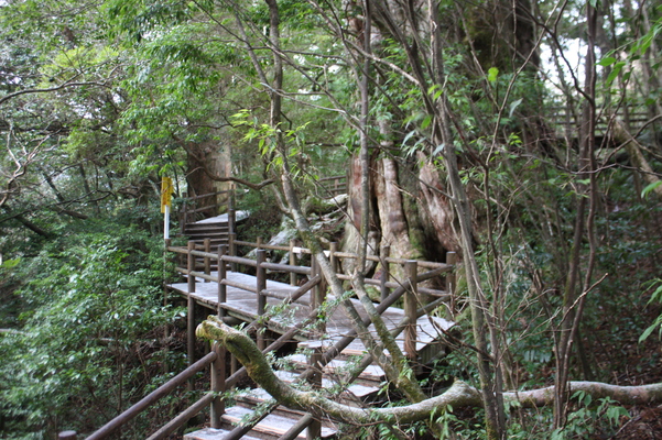 屋久島の「紀元杉」と周辺