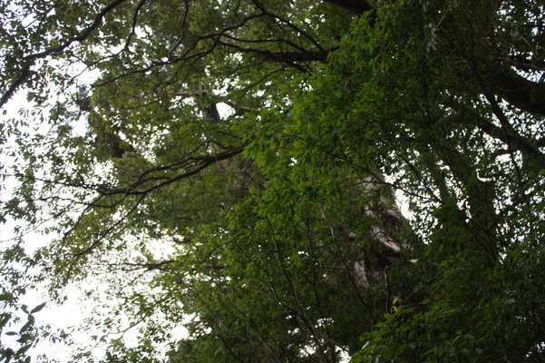 屋久島の「紀元杉」と周辺の木々