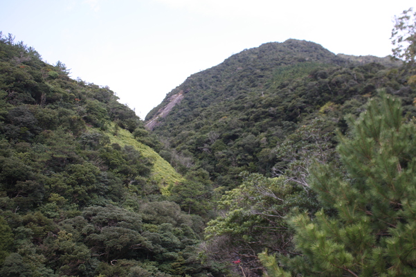 屋久島「竜神の滝」上の原生林