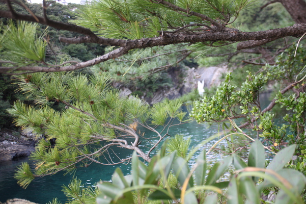 松の枝越しの滝