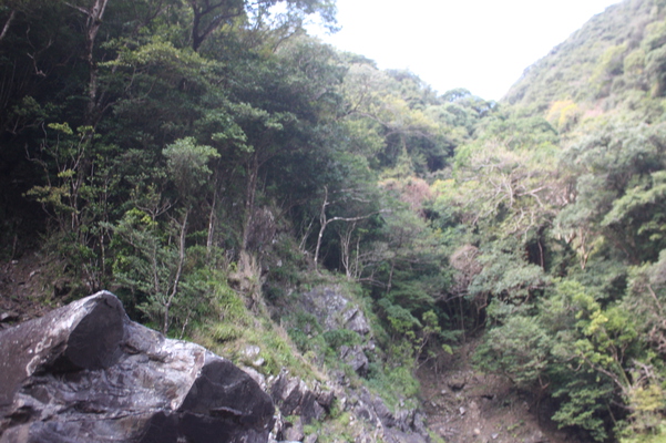 屋久島「大川の滝」周辺の森