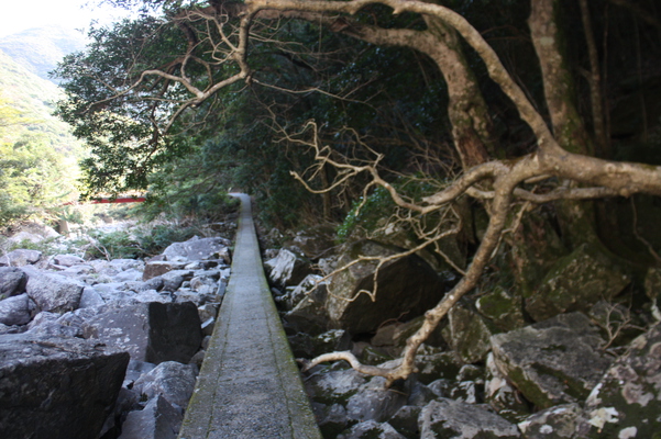 屋久島の「大川の滝」への道