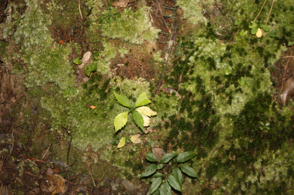 苔と小さな緑葉
