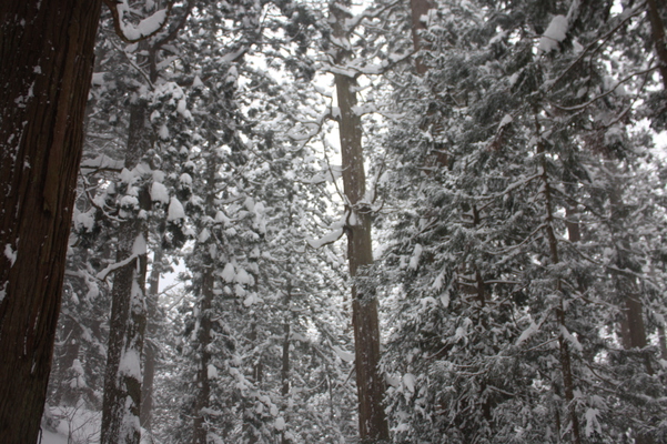 積雪の「羽黒山」のスギ林