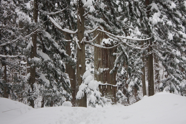 深い雪と羽黒山の「爺杉」