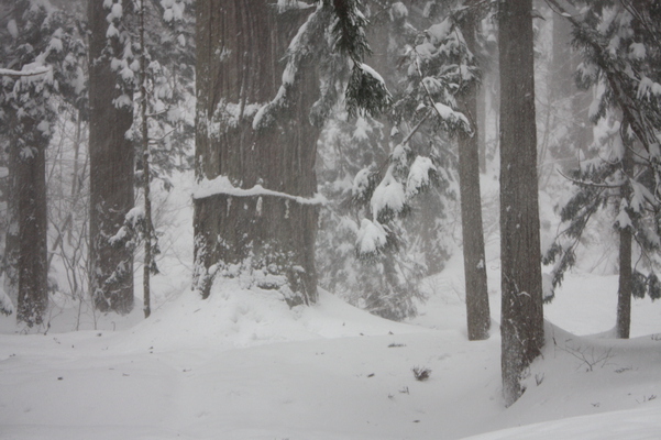 深い雪と羽黒山の神木「爺杉」
