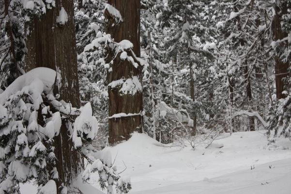 積雪の杉林と爺杉