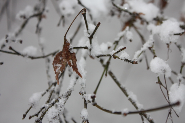 積雪のカエデの枯葉