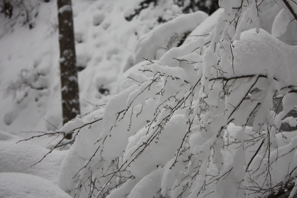 積雪とカエデの冬枝