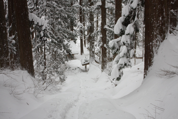 積雪の羽黒山「継子坂」と杉並木