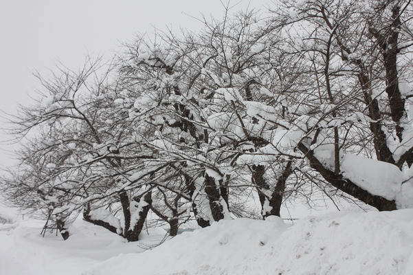 積雪の角館「桧木内川」と桜並木