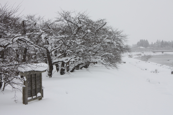 積雪の角館「桧木内川の桜並木」