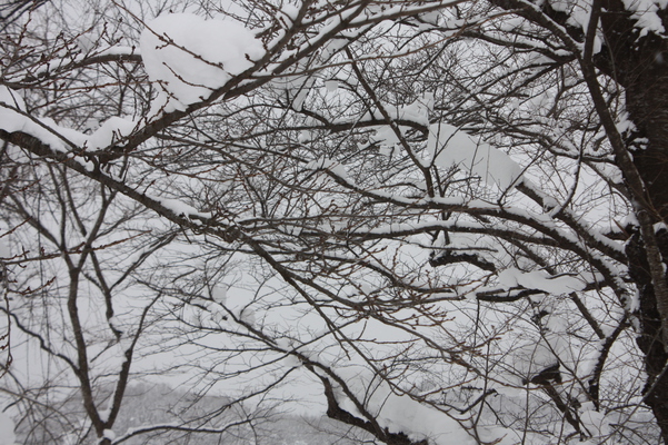 積雪の角館「桧木内川の桜並木」