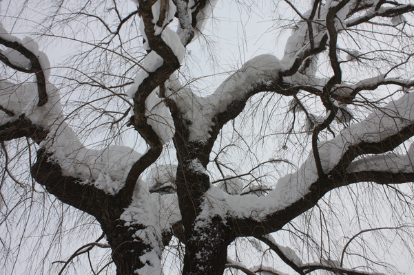 シダレザクラの冬木立と積雪