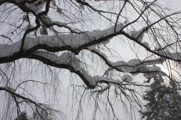 積雪の「シダレザクラ」/癒し憩い画像データベース