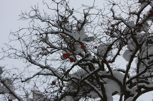 積雪の柿木