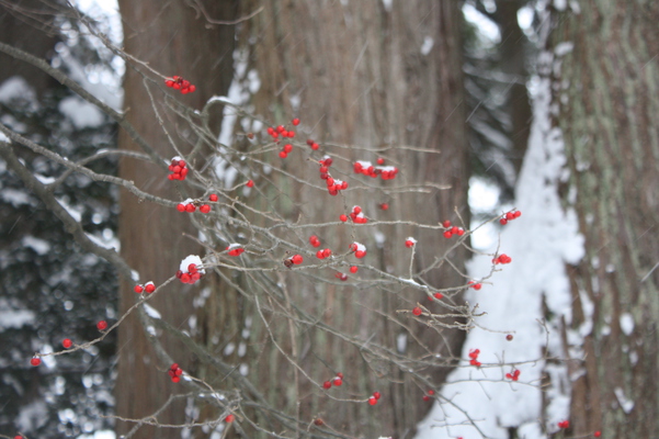 ナナカマドの赤い実と積雪