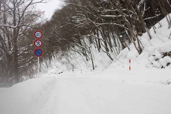 積雪の田沢湖畔の原生林と車道