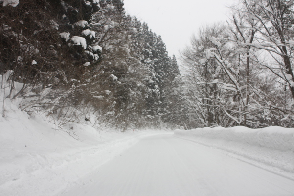 積雪の田沢湖畔の原生林と車道