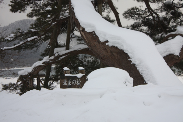 冬の田沢湖畔「蓬莱の松」