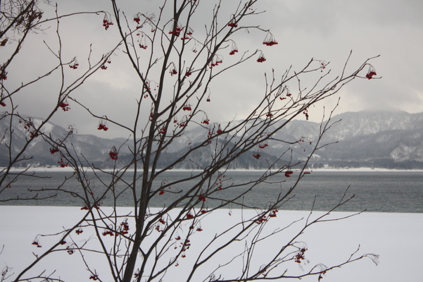 冬の田沢湖と湖畔のナナカマドの実