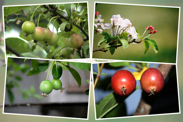 ヒメリンゴの四季