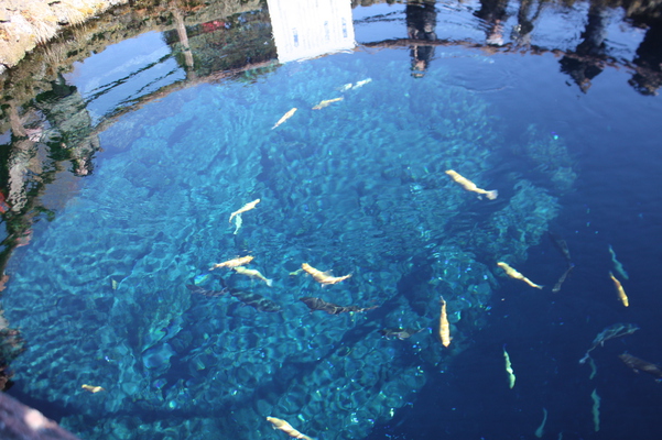 忍野八海の「湧池」と淡水魚