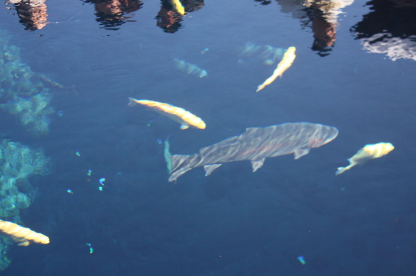 忍野八海の「湧池」と淡水魚