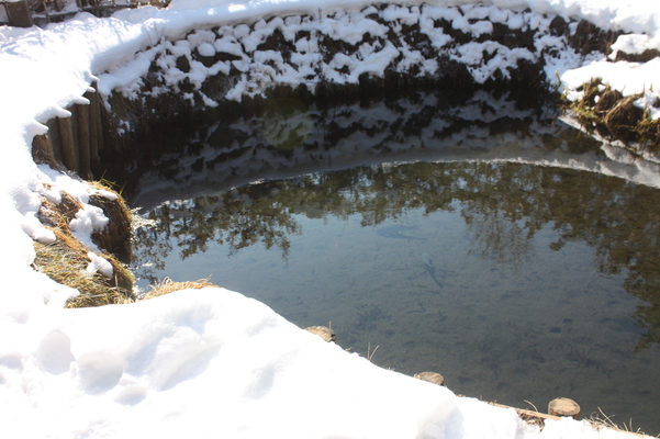 冬の忍野八海「銚子池」